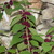2%20mexican%20beautyberry.small