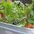 2%20swiss%20chard%20in%20container.small