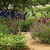 3%20beans,%20rosemary,%20bottle%20tree,%20sage.small