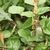 5%20malabar%20spinach.small