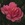 Antiques: Rosa 'Lafter'