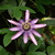 5%20passion%20vine.small