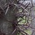 Deciduous_gleditsia_triacanthos-1.small