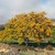 Deciduous_gleditsia_triacanthos-1.small