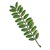 Deciduous_gleditsia_triacanthos-2.small