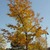 Deciduous_gleditsia_triacanthos_shademaster.small