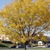 Deciduous_gleditsia_tricanthos_skyline.small