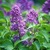 Lilacs_syringa_vulgaris-1.small