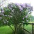 Lilacs_syringa_vulgaris-2.small