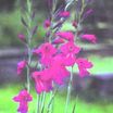 Gladiolus_gladiolus_communis_byzantinus-1