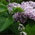 Lilacs_syringa_vulgaris_katherine_havemeyer-1.small