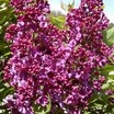 Lilacs_syringa_vulgaris_monge.thumb