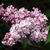 Lilacs_syringa_vulgaris_montaigne.small