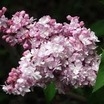 Lilacs_syringa_vulgaris_montaigne.thumb