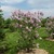 Lilacs_syringa_vulgaris_montaigne-1.small