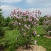 Lilacs_syringa_vulgaris_montaigne-1.thumb