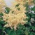 Lilacs_syringa_reticulata.small