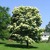 Lilacs_syringa_reticulata-1.small