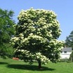 Lilacs_syringa_reticulata-1.thumb