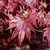 Japanese_maples_acer_palmatum_bloodgood.small