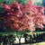 Japanese_maples_acer_palmatum_bloodgood-1.small