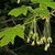 Maples_acer_grandidentatum-1.small