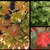 Maples_acer_grandidentatum-2.small