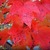 Maples_acer_rubrum_red_sunset-1.small