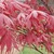 Japanese_maples_acer_palmatum_atropurpureum-1.small