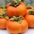 Fruits_and_nuts_diospyros_kaki.small