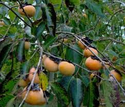 Prsimmon tree