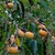 Fruits_and_nuts_diospyros_kaki-1.small