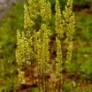 Ornamental Grasses