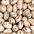 bean