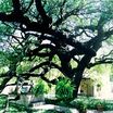 Pecans_carya_illinonensis-1