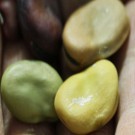 fava bean