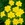 Daylilies_hemerocallis_x_penny_s_worth-1.sprite