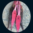 beet