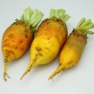 beet