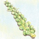 brussels sprouts