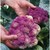 Purple-of-sicily-cauliflower.small