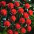 Annuals: Gomphrena globosa 'Strawberry Fields'