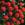 Annuals: Gomphrena globosa 'Strawberry Fields'