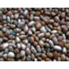 cowpea