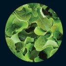 Lettuce, Looseleaf Bronze Mignonette