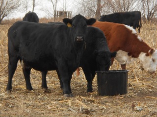 Neighbors cows in our garden area