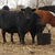 Cows.small