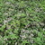 Perennials_clematis_x_jouiniana_praecox-3