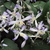 Perennials_clematis_x_jouiniana_praecox-3