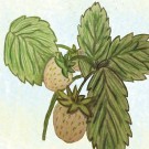 alpine strawberry